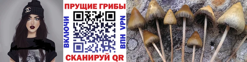 Псилоцибиновые грибы Psilocybe  Нарткала 